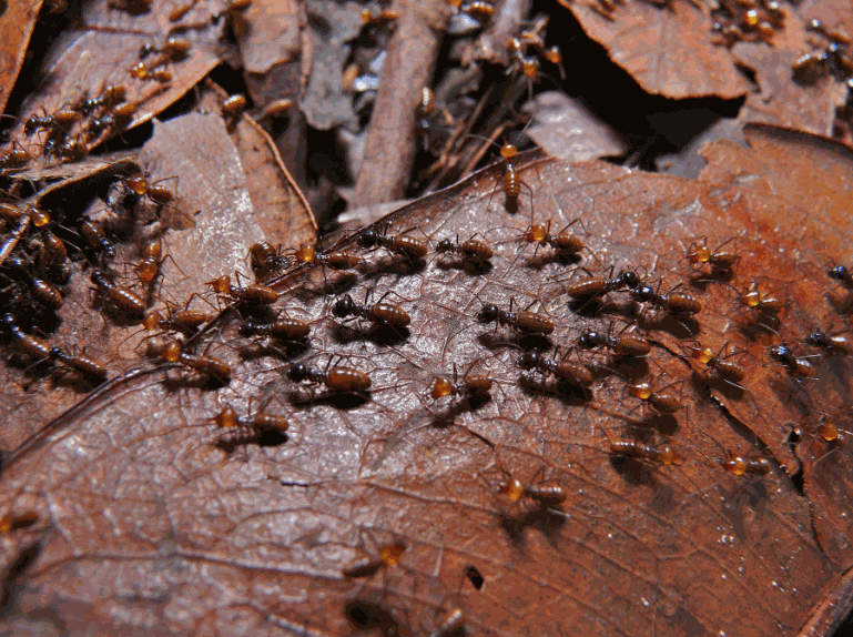 Close-up of termites swarming on dead brown leaves and debris, busy insect-focused mood